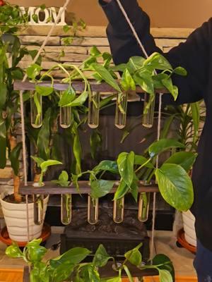 #plantpropagation #indoorplants  #hangingplantpropagation #TikTokShop 