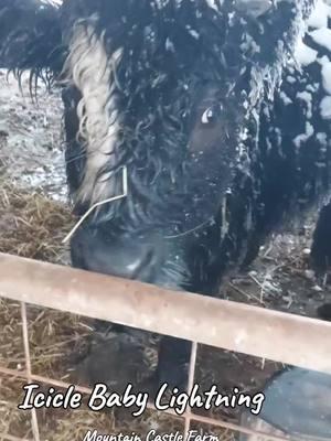 #snow #winterstorm2025 #snowstorm2025 #lightningofmcf #hobbyfarm #homestead #mountainhomestead #mountaincastlefarm #memoriesbysheri #wet #babycow #sweetboy #babyboy 