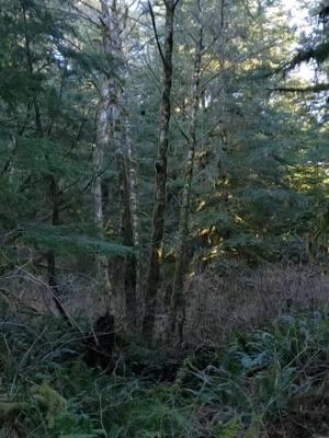 Always finding good stuff. #siuslawnationalforest  #pnwcamping  #secrettunnel 