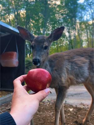 Patience is key 🤍 #fyp #deer #deertiktok #fypシ゚viral #fyyyyyyyyyyyyyyyy #patience #beauty #beautywithin #funnyanimals #cuteanimals #wildlife #fy #funnyvideo #apple 