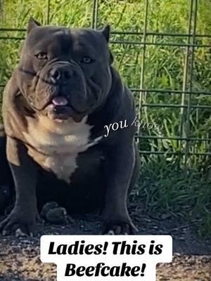 Beefcake is the name!!! #breakthrubullies #animals #fyp #bullies #moments #funny #animallover #breakthrufamily #dogsoftiktok #dog #fypage #puppies #ranchlife #breakthrufam #farmlife 