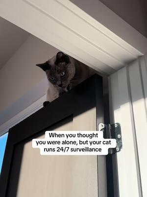 Do you ever get the feeling you’re being watched? 👀 #catsoftiktok #indoorcat #siamesecat #peepingtoms 