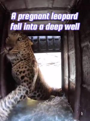 A pregnant leopard fell into a deep well#fyp #leopard #animals #healing #us 