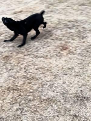 Had to let Luna play with the Alpha Male Rocco he’s such gentle giant with her🥰🥰🥰. #canecorsofamily❤️💜❤️💜 #italianmastiffcanecorso #akcregistered #iccfregisterdcanecorsos #guarddog #girlsbestfriendisherdog 