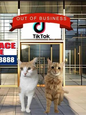 We’re back!  Dazie has a nightmare about TikTok being banned. #catseyewitnessnews #tiktokban #nightmare #baddreams #fyp #weareback 