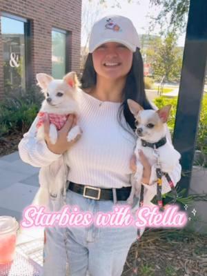 Starbies with Stella 🐾🎀 Just a girl and her chihuahuas! #chihuahuamom #chihuahua #chihuahuastiktok #dogwalk #furmommy #furmom #furmomlife #floridagirl #floridalife #disneylocal #disneystyle #orlando #starbucks #starbies @olliewoodstudios @Starbucks 