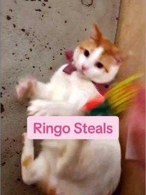 Umm anyway here’s Ringo shoplifting? ✨ #nekocatcafe #catcafe #bellingham #bellinghamwa #orangecat 