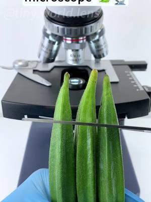 Okra at 400X magnification is seriously cool!#foryoupage #funnyvideos #fyp #microscope #TikTokShop #usa🇺🇸 #tiktok 