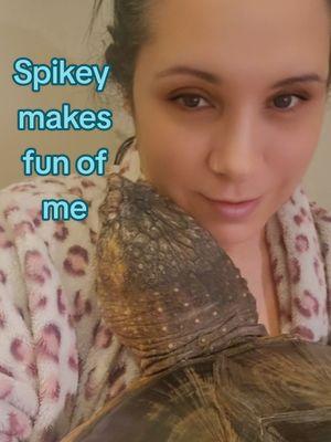 Watch how she makes fun of me 🤦‍♀️🐢 #spikey #commonsnappingturtle #chelydraserpentina #reptile #turtle #snappingturtle #dinosaur #tinydiny #shellpuppy #fyp 