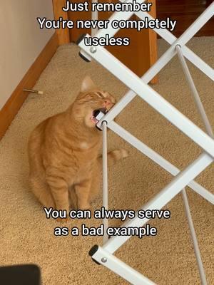 Not everyone can be a role model. Some of us need to be life lessons. #cats #cutecats #catsofinstagram #catvideos  #cat #funnycatvideos #catlife #catlovers #pet #catstagram #meow #meowstagram #catoftheday #kitty #pets #petstagram #AmazonPets #petsofinstagram #orangecat #gingercat 