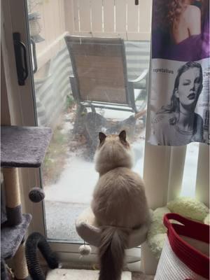 Baby Sky loves snow, she watched it fall for hours ❄️🌨️❄️#snow #catsoftiktok #ragdoll #cattok #snowfall #catlover #cats #fypシ #fy #catmom #catsvideo #ragdolls #cold #pennsylvania #freezing #trending #taylorswift #swiftie #swifttok #meow #doyouwannabuildasnowman 