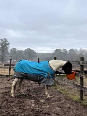 Got caught in the cold and snow flurries today. Wasn’t quite prepared #horsegirlcheck #blankets 