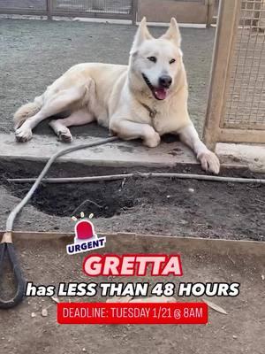 🆘🚨ALERTED & URGENT! GRETTA NEEDS RESCUE BY TUESDAY 1/21 @ 8AM!🚨🆘 Gretta doesn’t deserve this 💔 She arrived at the shelter a week ago and is now scheduled to lose her life on Tuesday 1/21 if a RESCUE doesn’t come for her. Plenty of empty kennels thanks to the outpouring of fosters, adopters, and rescues that stepped up in the past few weeks, but it doesn’t matter. 5 yr old Gretta arrived as a stray and was understandably very scared when she first got to the shelter. A staff member who did her intake put in a note stating, “Dog was trying to bite at leash and scanner, and was trying to avoid me at all costs. Use caution!!!” Supervisors alerted Greta just a few days after because of her fear, anxiety, and stress. With a little time and patience though, Gretta showed what a lovely lady she can be! She’s sweet, playful, and engaged. She’s been in playgroup a few times and is described as gentle/dainty but prefers her space around other dogs. A staff member even put a nice note in for Gretta yesterday stating , “Gretta was calm and took treats at front of kennel. I was able to enter kennel without issue. She was calm and allowed pets, took treats and did well with interaction. At one point she was at kennel door looking to get out and seemed anxious. There were no signs of aggression at this time.” Sadly, none of this matters. Gretta was made RESCUE ONLY and has been given until TUESDAY 1/21 @ 8AM to exit the shelter. She needs a hero now! If you are willing and able to give this girl a chance at life, contact South LA Shelter IMMEDIATELY! Gretta #A2178698 5 yrs old, 78 lbs 📍South LA Animal Shelter 1850 W. 60th Street, L.A., CA 90047 OPEN Tues to Fri 8-5; Sat & Sun 11-5 ☎️ 888-452-7381 or 323-565-2161; Catherine.lee@lacity.org Jasmine.poblano@lacity.org Raneshia.mccruter@lacity.org Matthew.spease@lacity.org #adoptdontshop #shelterdog #dog #adopt #foster #rescue #sharingiscaring #shelterdogsrock #rescuedismyfavoritebreed #seenequalssaved #ittakesavillage #southla 