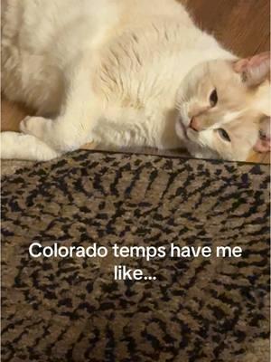 #kitty #mrcolorado #colorado #tiktok #fyp #foryoupage #massfollowing #trending #frozen #catsoftiktok #cat #cold #fire 