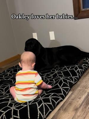 🥹 #hannaschkennels #lab #labs #labrador #labradors #blacklab #blacklabrador #dogsandbabies 