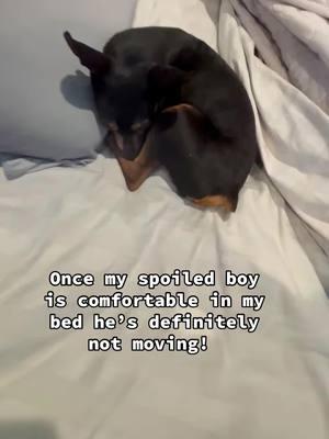 He doesn’t like to share #dogsofttiktok #minpinsoftiktok #theminpinhouse #familydogs #minpins #spoileddogs 