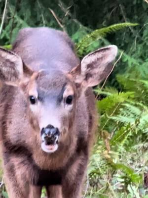 Could you resist this face?! #beauty #deer #deertiktok #fyp #fypシ゚viral #offgrid #offgridliving #12acres #hoodcanal #wildlife #earth #cute #animalsoftiktok #animals #babyanimals #adorable #wild 