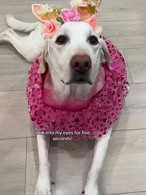 let’s be besties!!! #rileythelab #crown #trending #dogsontiktok #petsontiktok #PetsOfTikTok #dogsoftiktok #fyp #pinkdog #dogs #paperplanes #bluedog #viral #apt #rosé_are_rosie #gooddog 