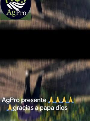 #AutoAtCES2025 #ayalafarm #agpro #piedadayala #ayalafarmspiedadayala #agriculture #loschavalitos #juangrabirl #laberintolovers❤️ #hermanosespinoza #govevernador #limon #viral #virgendeguadalupe #agproorganics #loschavalitosoficial #