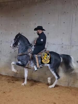 #fiestaenelrancho🌵🤠🐴 #vidaderancho🌽👨‍🌾🚜🐎🐄🐂 #lareyna #concursodecaballosbailadores🐴 #viral?videotiktok😇😇 #viral?videotiktok😇😇 #dogsoftiktok #morrasbuchonas @Chika Fresa #concursodecaballosbailadores🐴 #fiestaenelrancho🌵🤠🐴 #nuevaorganizacion #caballosviral 