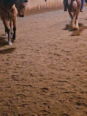 if looks could kill! #mare #gelding #strawberrygypsyvanners #thewardensstrawberryblonde #flaxenchestnut #gotfeather #gypsyvanner #gypsycob #horsesoftiktok #equestrian 