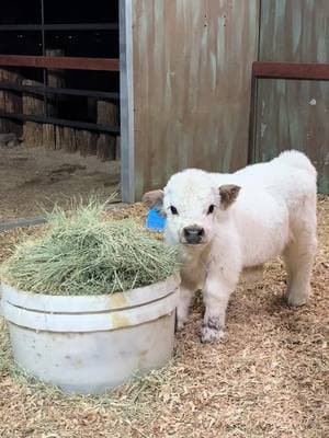 There’s nothing in here in this world.  I dare you to try to convince me otherwise.   #godisgood #highlandcowexperience #cutecow #minicow #highland #babycow 