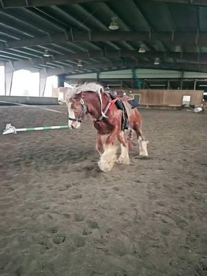 He's growing up too fast! #onthisday #babybrenin💙 #bulldozerbrenin💙 #beefcakebrenin💙 #strawberrygypsyvanners #gypsyvanner #gypsycob #horsesoftiktok #equestrian #stallion #sootyflaxenchestnut #gotmane #gotfeather #horsetraining #desensitizationtraining 