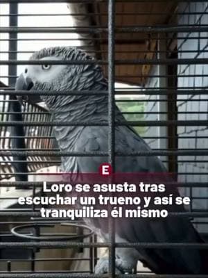 #lorohablador #loro #loros #viralvideo #parati #quesusto #trueno #consejito #🦜 