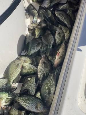 Say cast net or Livescope……dare ya… #floridafishing #lakekissimmee #fishtok #shellcracker #crappie #panfishing #sacalait #crappiefishing #florida #fishinglife #floridalife #floridacheck #polkcounty @hawgdawg87 @Rich @Luke McFadden @shawnharden71170 @Rainy @Kyle beasley  cooking w Kyle B @Cut Throat Jig Company @Michelle @Panfish_Pirate @Florida outdoors 