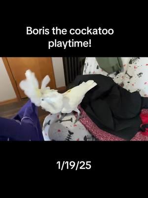 Boris the cockatoo is playtime #cockatoo #animial #cockatoo #2toos #birdlife #cockatoolife #@Nicky 