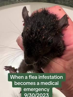 https://linktr.ee/cookiekl #wildlife #wildliferehab #everylifematters #squirrel #blacksquirrel #babysquirrel #squirrelrehab #squirrelrehabber #squirrelrescuemom #squamma #squirrelrescue #fleas #fleainfestation 