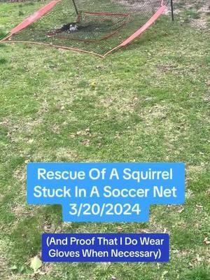 Https://linktree/cookiekl #wildlife #wildliferescue #wildliferescuer #wildliferehab #wildliferehabilitation #wildliferehabber #everylifematters #squirrel #squirrelrescue #squirrelrescuer #squirrelrescuemom #squamma #squirrelrehab #squirrelrehabber #squirrelfriend #stuckinasoccernet #dontleavesoccernetsout #squirrelstuckinasoccernet #cutoutofanet