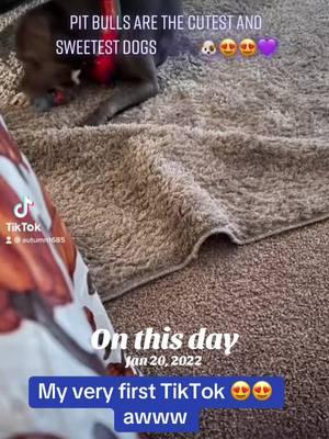 #onthisday #firsttiktokvideo #proudpittiemomma #proudpittieadvocate #doggyinfluencers #dogmomlife🐾🐶 #myonetruelove❤️ #pitbullsoftiktok  