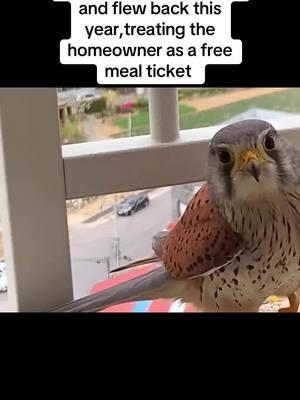 Kestrel couple hatched eggs on their balcony and flew back this year,treating the homeowner as a free meal ticket #kestrel #animals #animalsoftiktok 