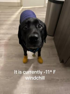 It’s flippin freezing out there! #polarvortex #colorado #winter #coldweather #dogboots #dogapparel #funnyvideo #funnydog #dogproblems #blacklab #blacklabrador #creatorsearchinsights 