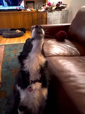 Indi singing this morning! #dogs #singing #bitchesmatchingpitches #Love #animals #dogs #bordercollie #rescuedogs #💞🐶