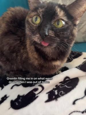 Gremlin held it down while I was away, but it’s so good to be back with the babies! 🐾 ​ ​#catladytails #catsoftiktok #tortiecatsoftiktok #catswiththeirtonguesout 