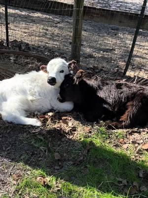 Sometimes you just need snuggles from your bff. 🥹🤗 #minicow #babycow #cow #scottishfold #calvesoftiktok #cowsoftiktok #cuteanimals #minicows #grasspuppy #exoticpets #highlands #highparkcow #fluffycow #bff #animalfriends #hobbyfarm #cowlover #minicowsoftiktok #snuggle 