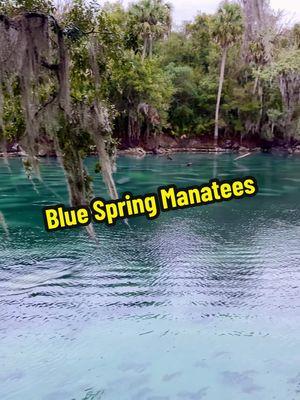 This is Site 10 at Blue Springs State Park! We have stayed at this campground many times. There are a lot of good sites.  But honestly.... we stay here for the manatees! Even if the campground wasn't great, we would still love it! ⁉️ Have you stayed here? What did you think? #traveltrailer #rvtravel #florida #flstateparks #bluespringstatepark #manatees #gdrv4life