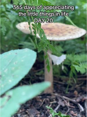 Day 20 - finding a mushroom 🍄‍🟫 #appreciatethesmallthings #gratitudepractice #mushroomforaging #thelittlethings 