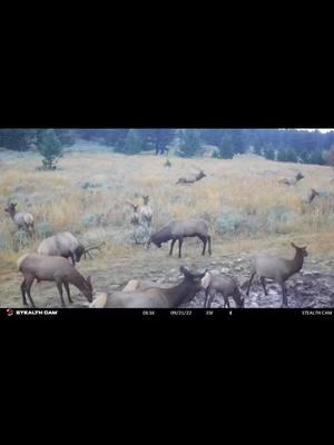 Today’s the DAY🇺🇸 Even the elk are excited🇺🇸 #forestfriendsarealsoexcited #trump #usa🇺🇸 #todayistheday #epicmoment #foryoupage #fy #trending #trump2025 #vance #letsgo #usaproud  VC Cody Wetmore  