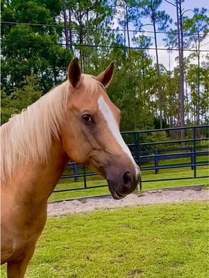 WE’RE BACK! Duke’s been practicing his moves, and he’s got a BIG question for you all! 🐴💬 We missed you, but we’re back and ready for more adventures. #DukeThePalomino #TalkingHorse #tiktokisback #werebackagain #webackbaby 