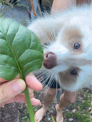 Fresh spinach stems for the Luna girl, it’s funny how picky raccoons can be when it comes to food, she refuses to eat the leaves but she loves the stems. They both don’t like starfruit but Luna likes to smell the tree when we go out to pick in the mornings. Once she has her outdoor adventure time she climbs to her den and eats her stems. She will sleep the rest of the day until around 5pm this time of the year. Sanchez did not come out of his den this morning, he is enjoying torpor. Hope y’all had a good start to your Monday 🤍 #lunatheraccoon #blonderaccoon #whiteraccoon #trashpanda #petraccoons #raccoon #raccoons #raccoonsoftiktok #raccoonpet #funnypets #cutepets #raccoonpets #pet #petraccoon #insomniac #funnyraccoons #PetsOfTikTok #spiritanimal #trashpandasoftiktok #trashpandas #raccoonlife #pets 