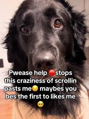 Can’ts watch anymores😭you’s #scrollin past #me #fouryourpage #blackdog #dogsoftiktok #dogtok #fy #doglover #sweetdog #virl #fyp #beautiful #sad #dog #goldenretriever #germanshepherd #mixbreeddog 