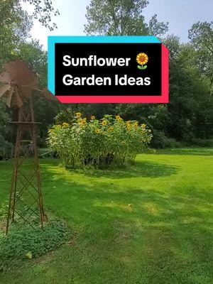 #sunflower #sunflowerroom #sunflowers #sunflowergarden #garden #ideas #idea #gardentip #gardenidea #gardenproject #gardentiktok #flowers #flowergarden #starttofinish #timelapse #doityourself #stepbystep #farmersteve727 #foryoupage #connecticut 