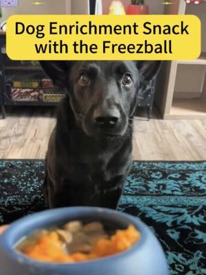 I buy this girl everything and nothing has compared to the Freezbone yet in terms of keeping her attention and tiring her out. :Zz #freezball #freezeball #freezebone #dogenrichment #puppyenrichment #dogfood #puppyfood #tiredpuppy @Freezbone