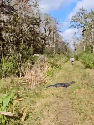 12 miles through the swamp will get your mental health dialed in...😅 And your body might thank you too...or not. 😬😂🤣🐊✌️ . . . . . . . . . . . . . #alligator #bikeride  #naples #florida #swamp #gulfcoast #Outdoors #nature #wildlife #floridaexplored #Hiking #roamflorida #fitness #getoutside #lovefl #pureflorida #visitflorida #gator #MentalHealth #fyp #animalencounters 