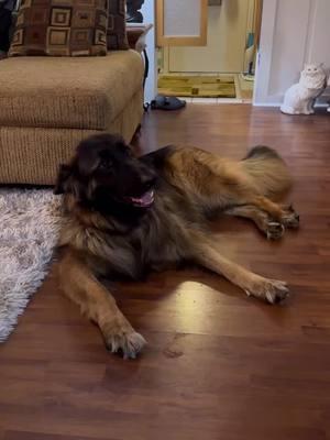 When your dog looks innocent but they are really mischievous #germanshepherd #dogsofinstagram #funnydogvideos #dogownerlife