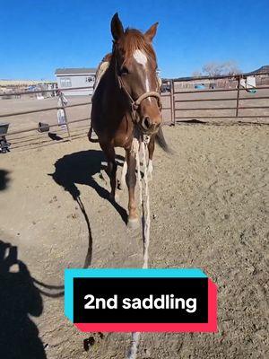 Sage's 2nd saddling #rockinkhorses #sage #redroanhorse #redroanmare #strawberryroanhorse #strawberryroanmare #horsetraining #coltstarting #2ndsaddling #roundpen #roundpentraining #roundpenwork #SpringervilleAZ #Arizona #azhorselife #random #randomvideo #FNX #FNXelite #fnxfit #fnxambassador #hygainfeeds #rankestrope 