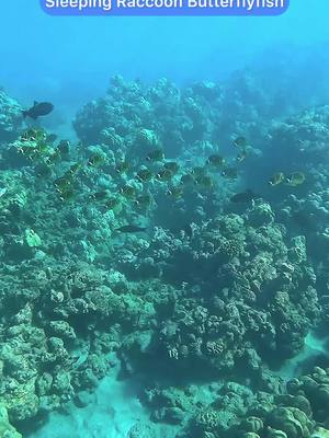 Sleeping Raccoon Butterflyfish:
 Note: These fish gather in mid water and rest in these stationary schools
  #hawaii #snorkeling #savethecoralreefs #travelhawaii #touristsbehavingbadly #fyp #fyi #fish #ocean 